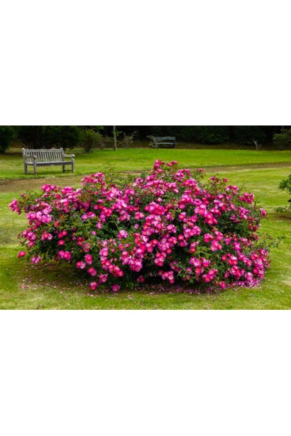 Великий квітучий кущ троянди Юріанда у саду